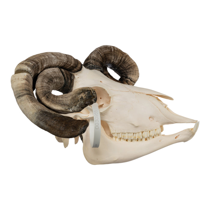 Real Four-horned Jacob Sheep Skull