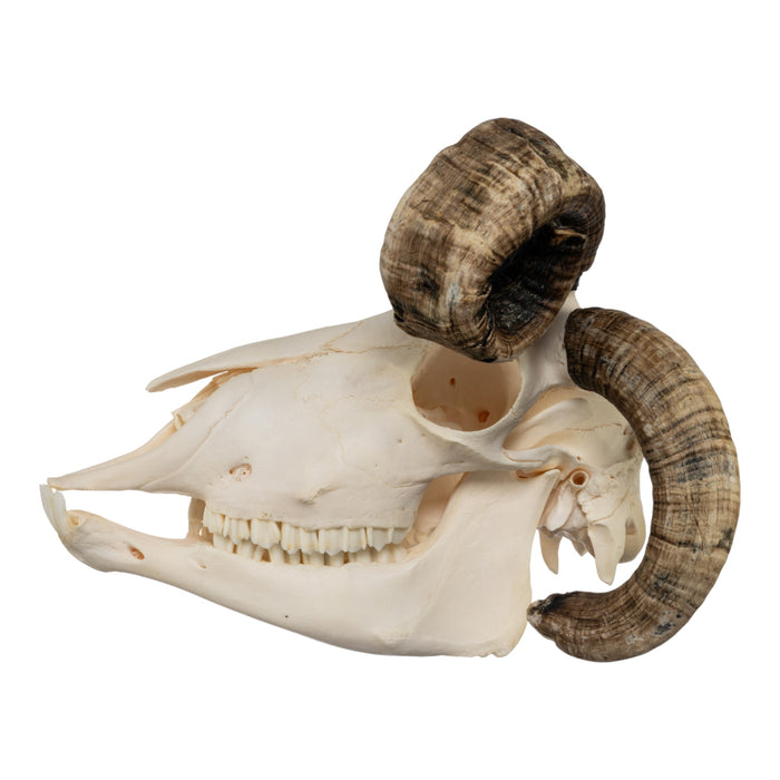 Real Four-horned Jacob Sheep Skull