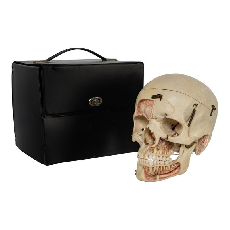 Real Human Dissected Skull in Carrying Case