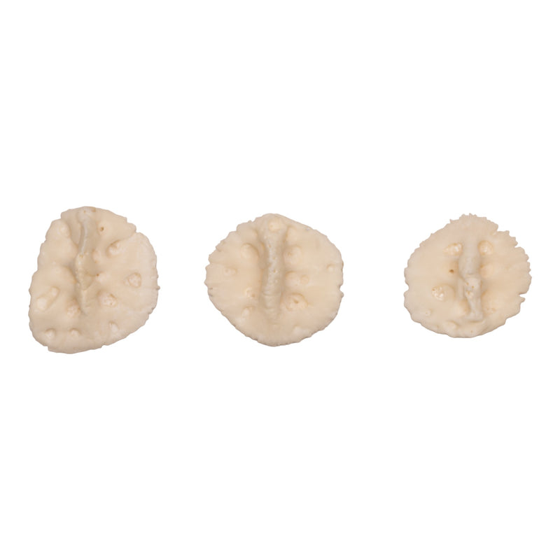 Real American Alligator Osteoderm