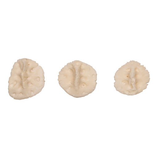 Real American Alligator Osteoderm