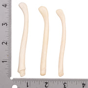 Real American River Otter Baculum - Single