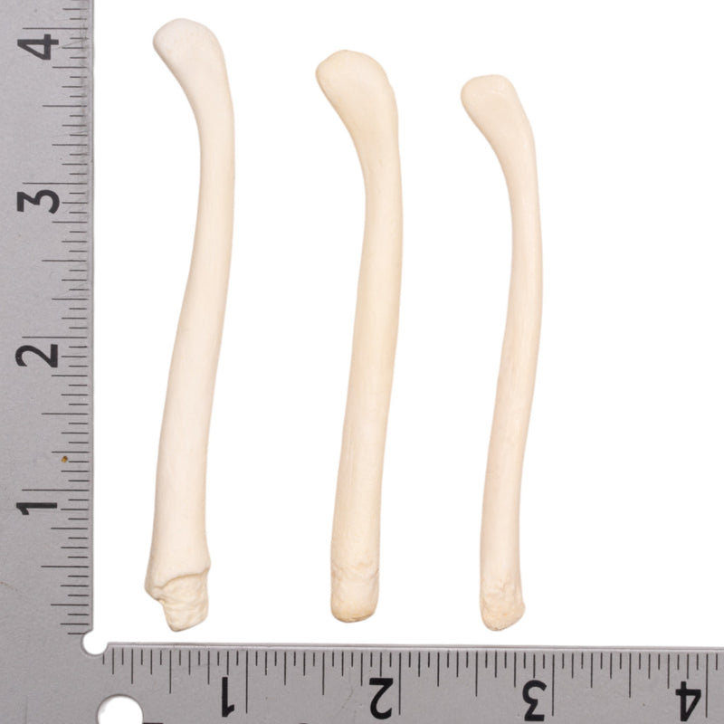 Real American River Otter Baculum - Single
