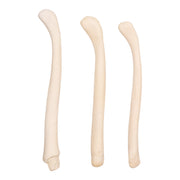 Real American River Otter Baculum - Single