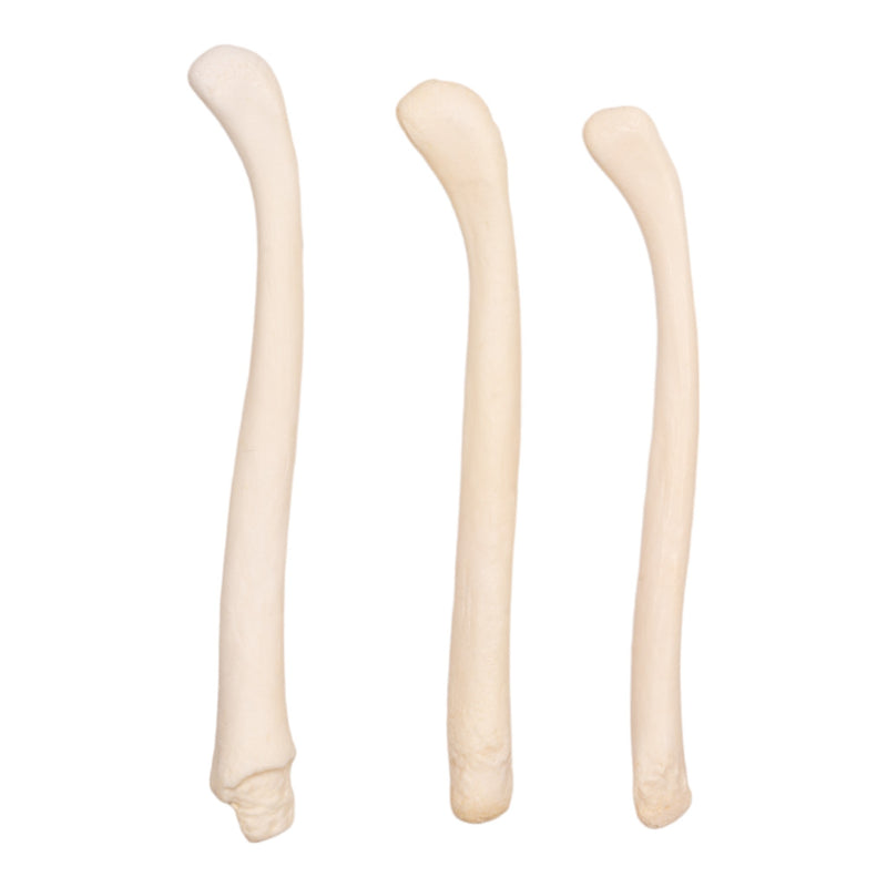Real American River Otter Baculum - Single