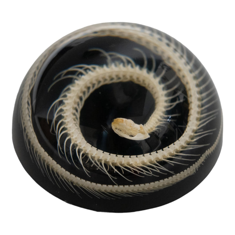 Non-Venomous Snake Skeleton in Acrylic