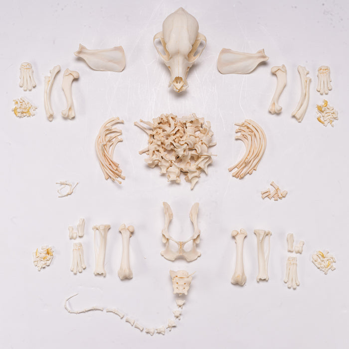 Real Domestic Dog Skeleton - Disarticulated