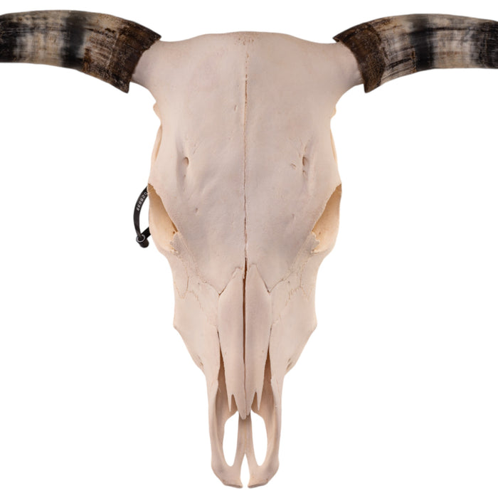 Real Longhorn Skull