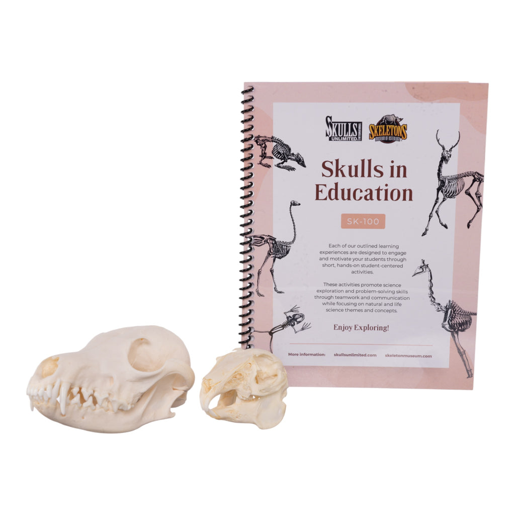 Real Predator and Prey Skull Set — Skulls Unlimited International