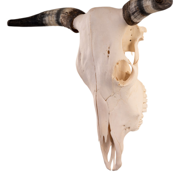 Real Longhorn Skull