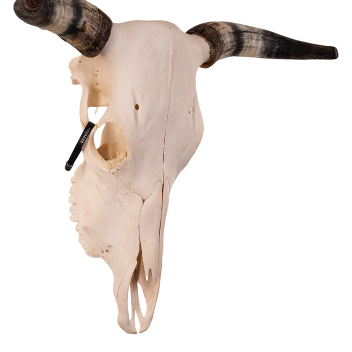 Real Longhorn Skull