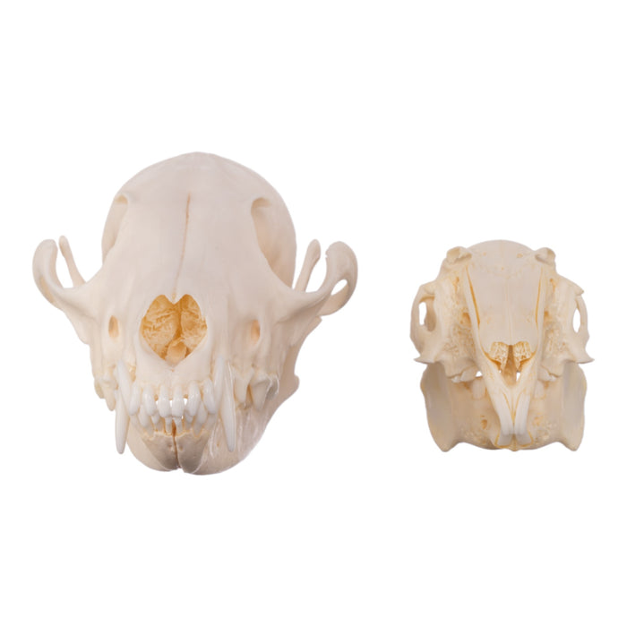Real Predator and Prey Skull Set — Skulls Unlimited International, Inc.