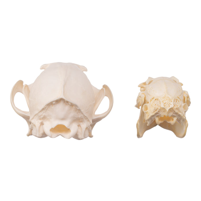 Real Predator and Prey Skull Set — Skulls Unlimited International, Inc.
