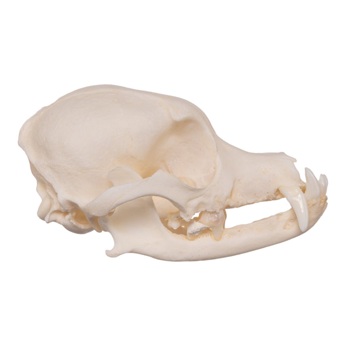 Real Domestic Dog Skeleton - Disarticulated