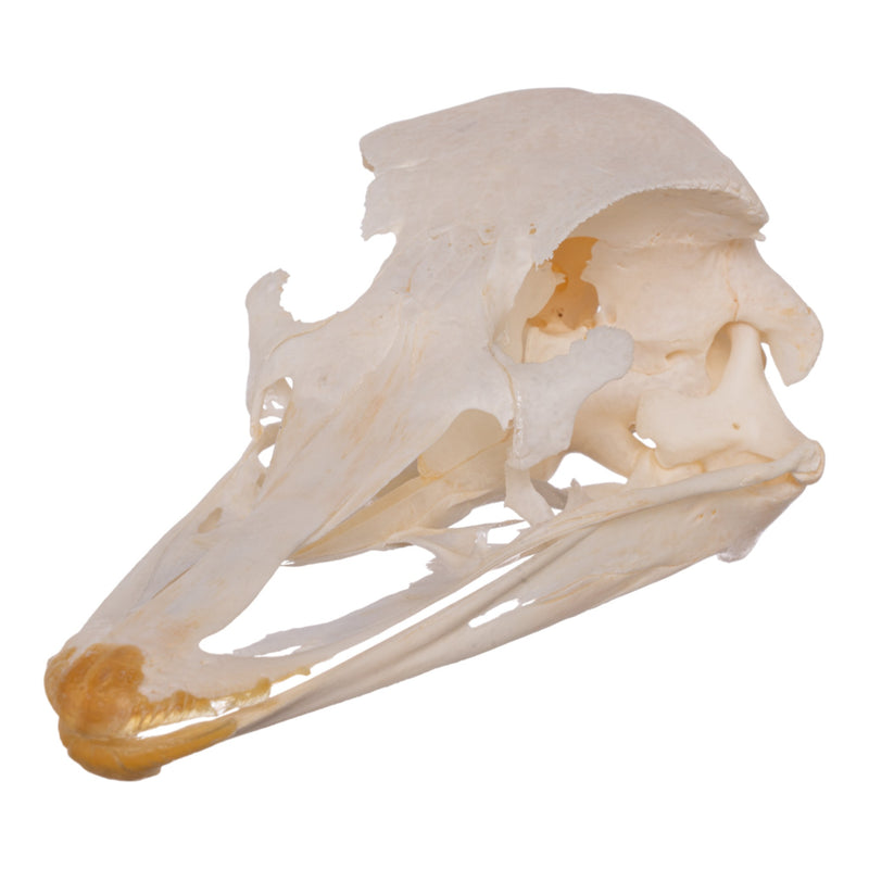 Real Ostrich Skeleton