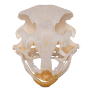 Real Ostrich Skeleton