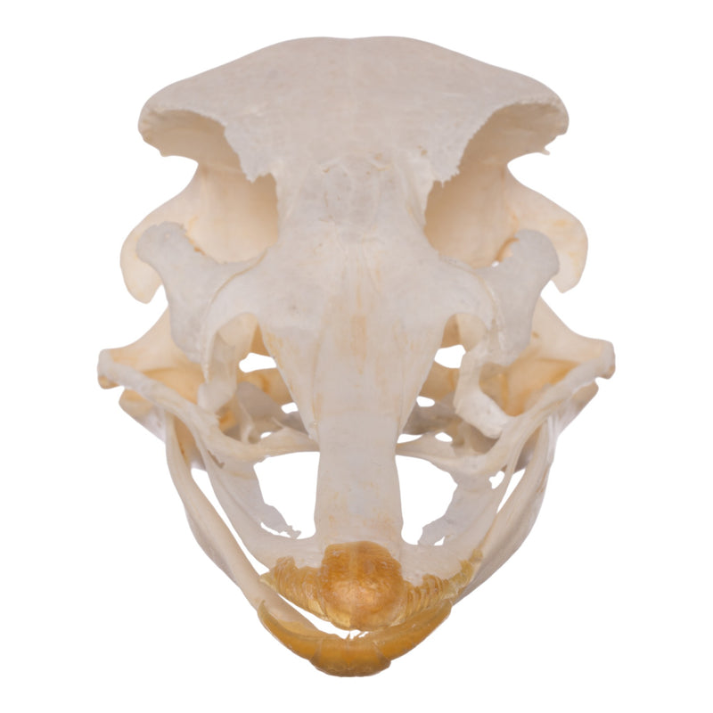 Real Ostrich Skeleton