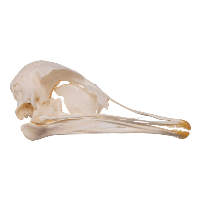 Real Ostrich Skeleton