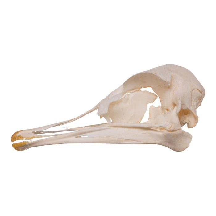 Real Ostrich Skeleton