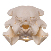 Real Ostrich Skeleton