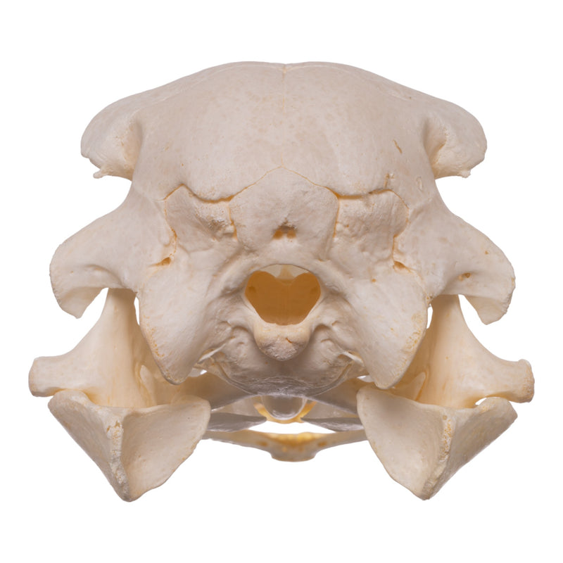 Real Ostrich Skeleton