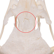 Real Ostrich Skeleton