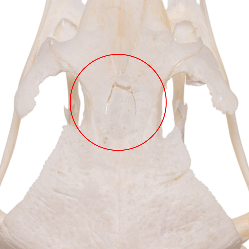 Real Ostrich Skeleton