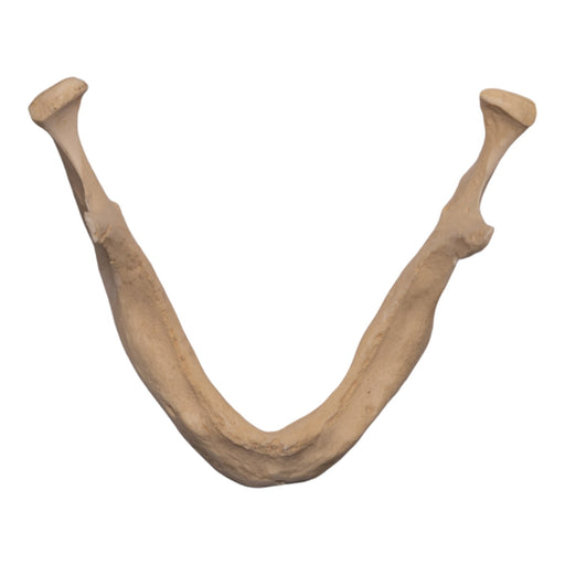 Replica Human Mandible