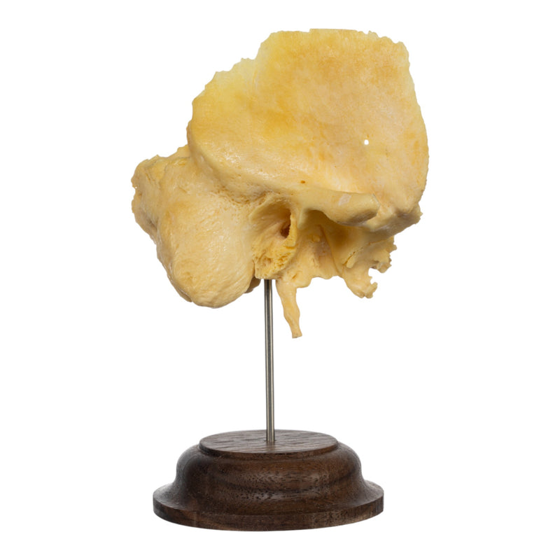 Real Human Temporal Bone on Stand