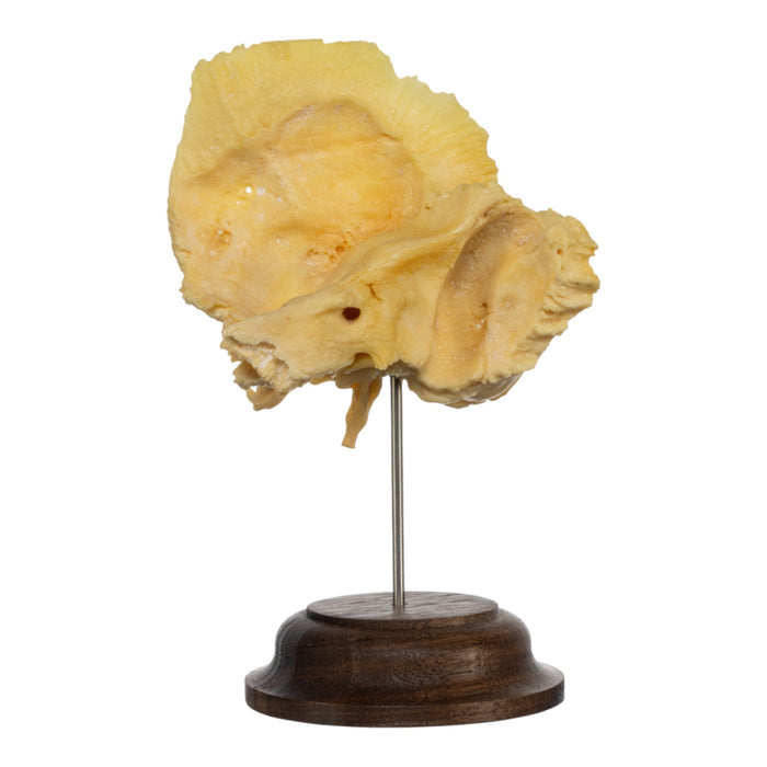 Real Human Temporal Bone on Stand