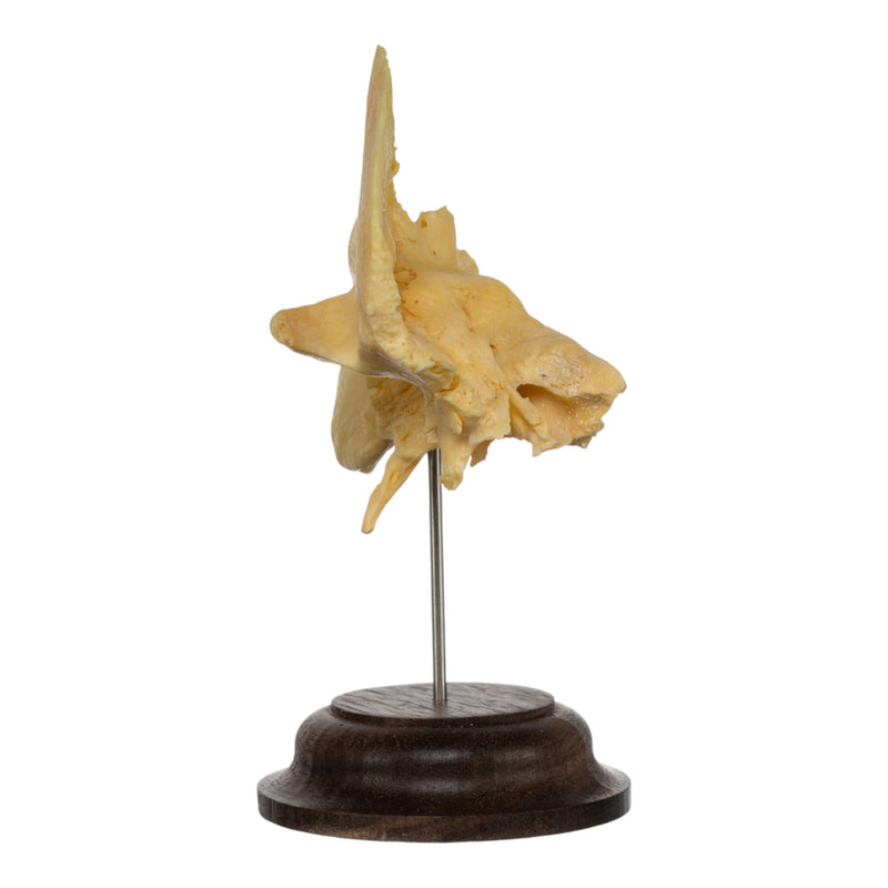 Real Human Temporal Bone on Stand