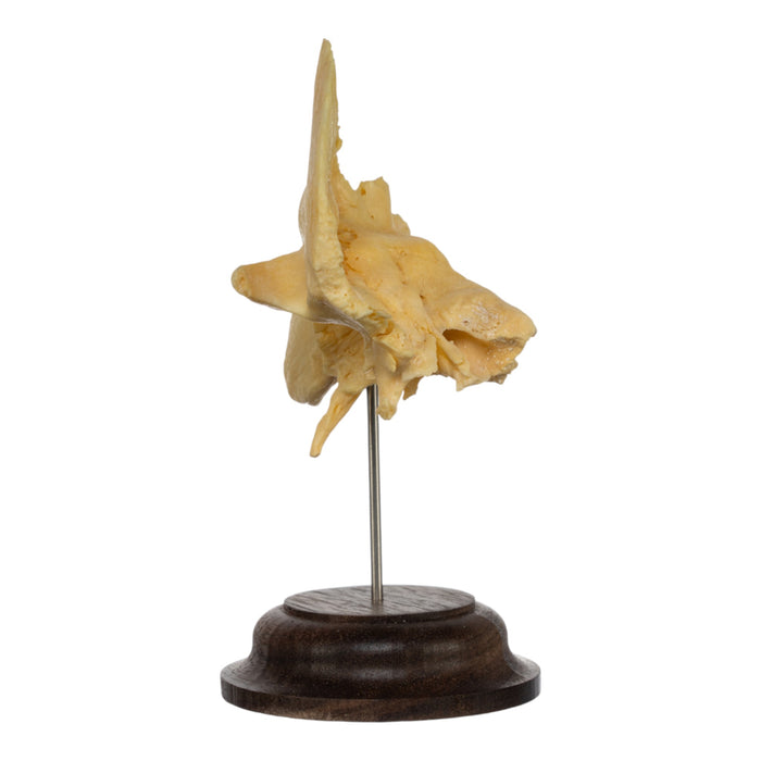 Real Human Temporal Bone on Stand