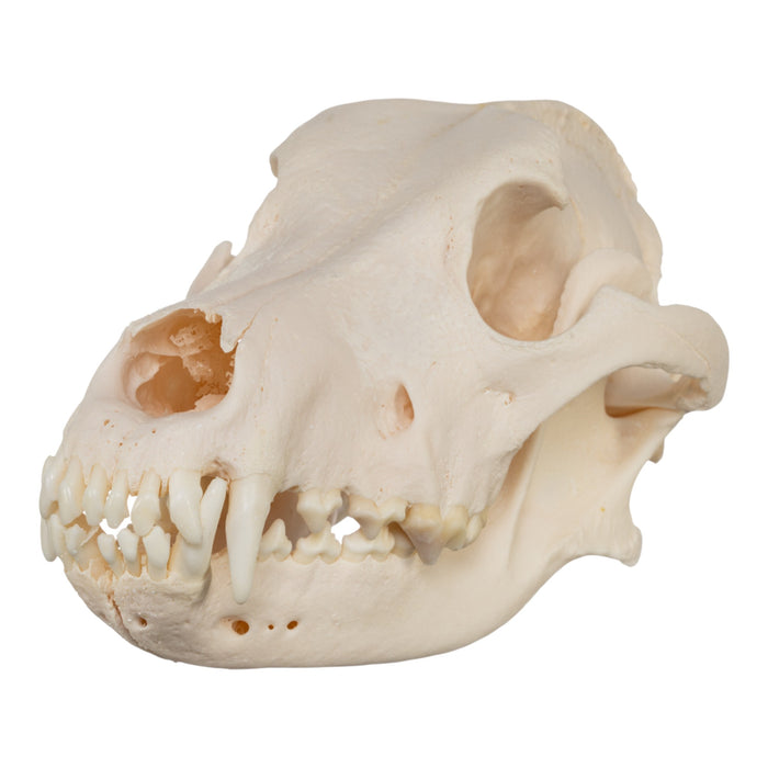 Real Domestic Dog Skull - Great Pyrenees