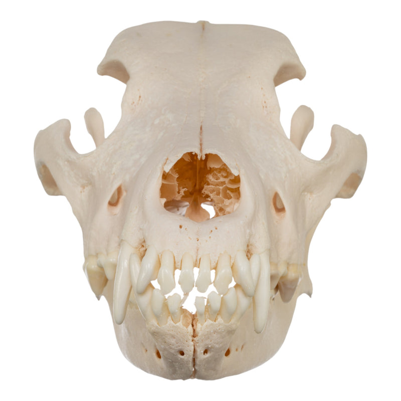 Real Domestic Dog Skull - Great Pyrenees