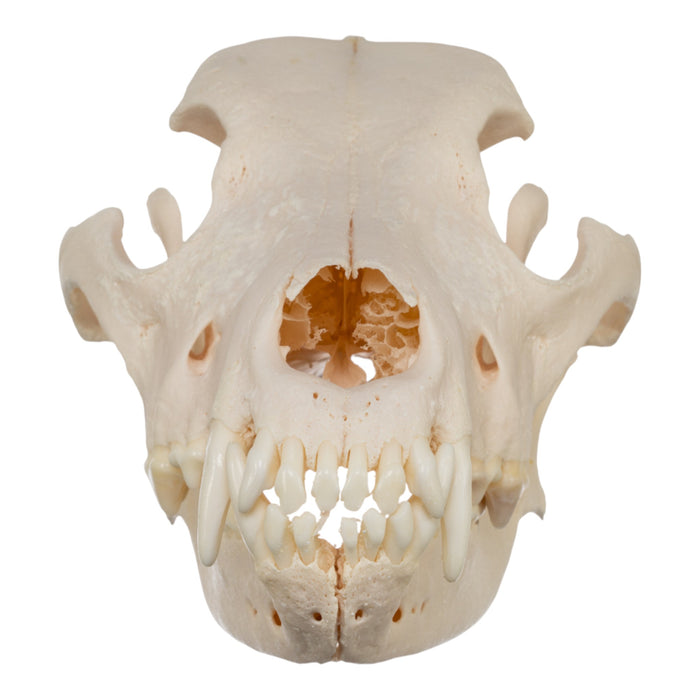 Real Domestic Dog Skull - Great Pyrenees