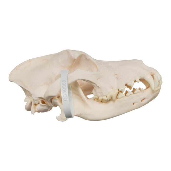 Real Domestic Dog Skull - Great Pyrenees