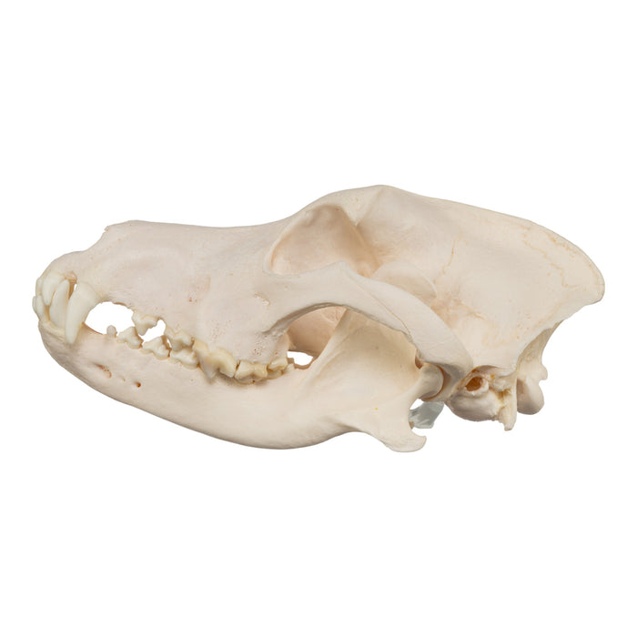 Real Domestic Dog Skull - Great Pyrenees
