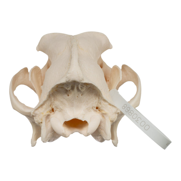 Real Domestic Dog Skull - Great Pyrenees
