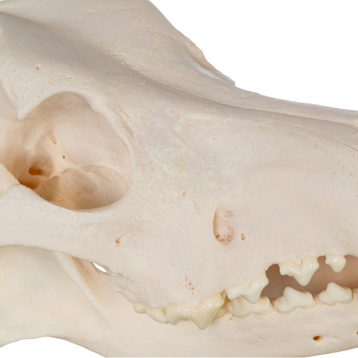 Real Domestic Dog Skull - Great Pyrenees