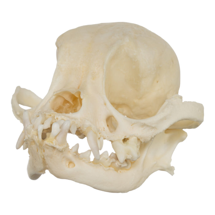 Real Domestic Dog Skull - Shih Tzu (Periodontal)