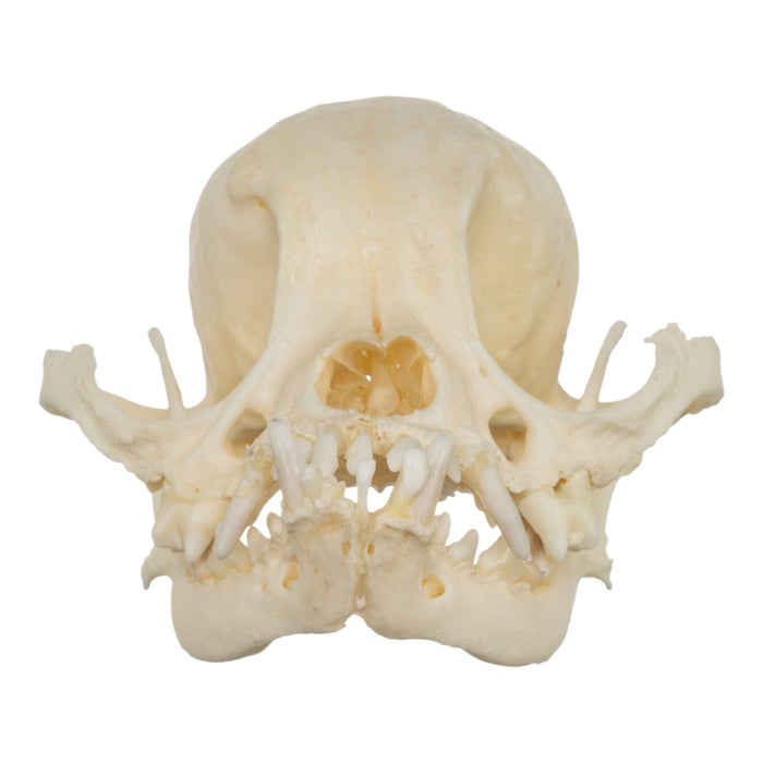 Real Domestic Dog Skull - Shih Tzu (Periodontal)