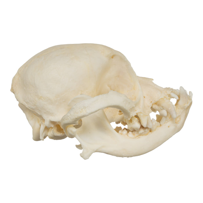 Real Domestic Dog Skull - Shih Tzu (Periodontal)