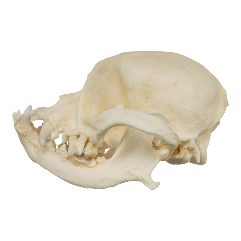 Real Domestic Dog Skull - Shih Tzu (Periodontal)