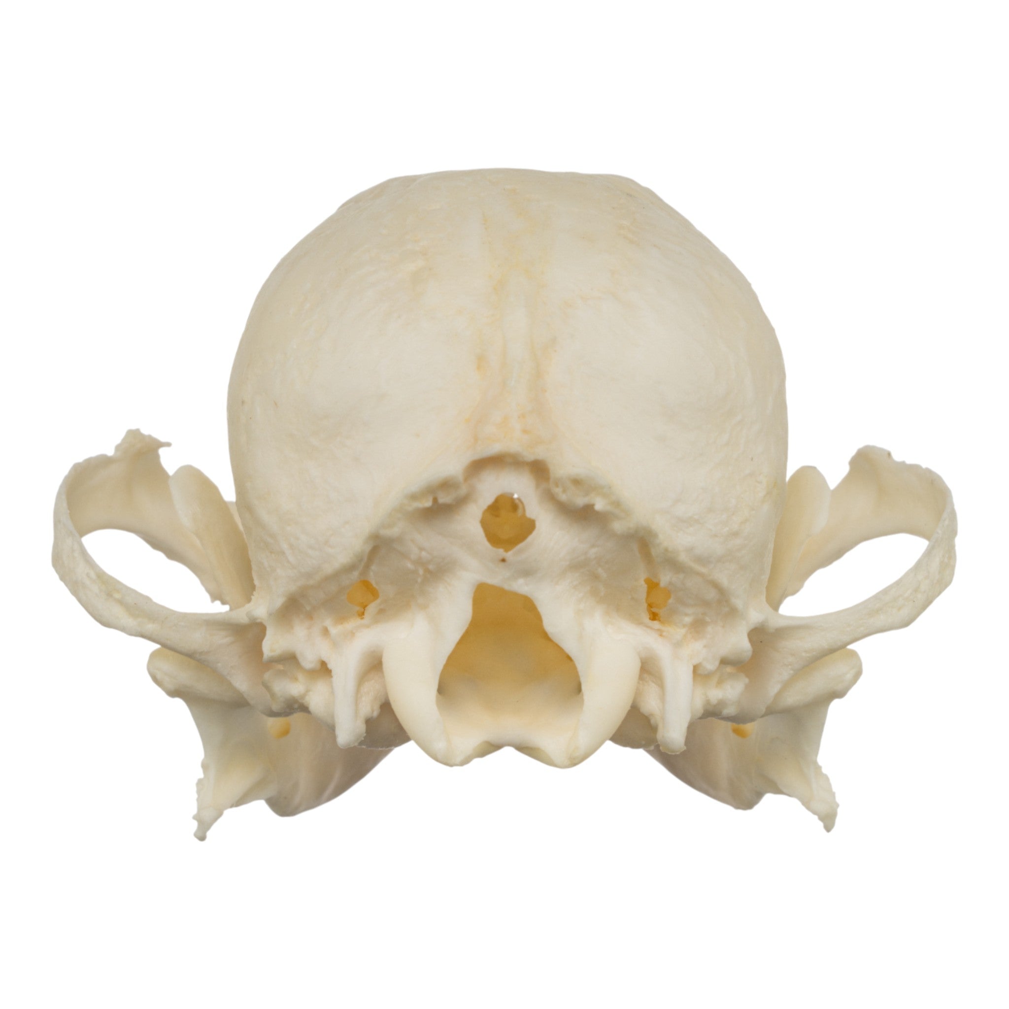 Real Shih Tzu Skull For Sale — Skulls Unlimited International, Inc.