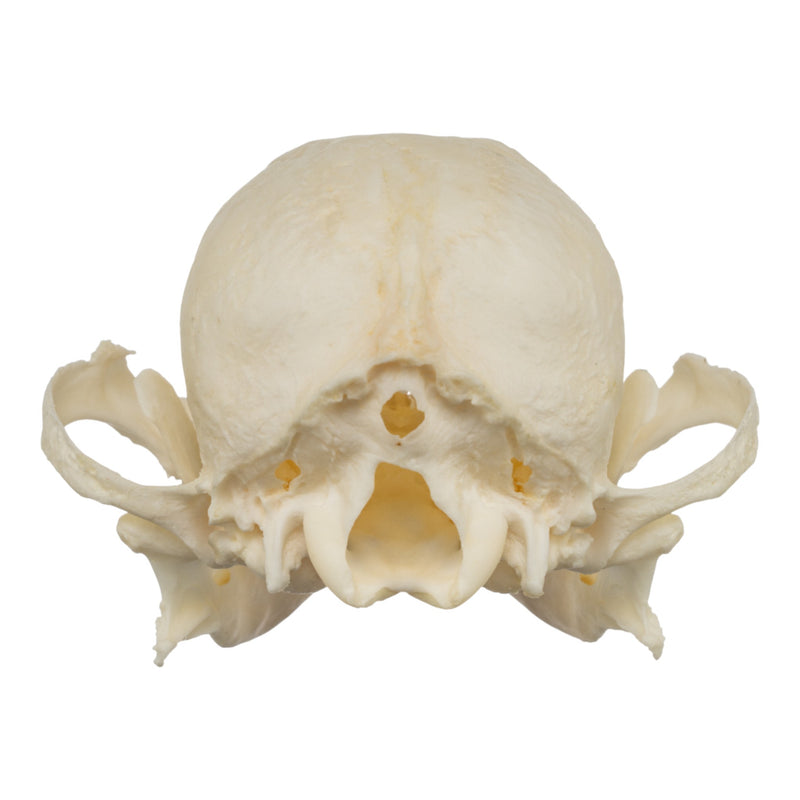 Real Domestic Dog Skull - Shih Tzu (Periodontal)