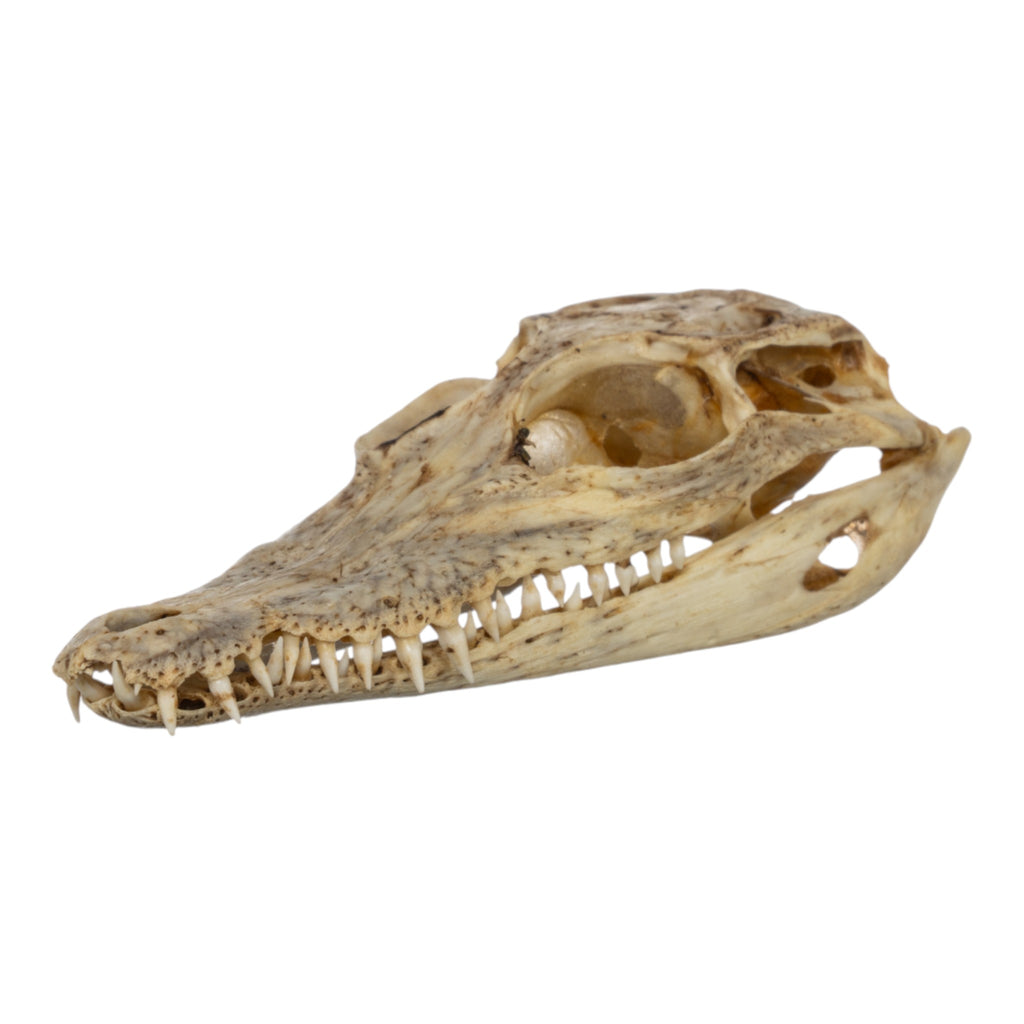 貴重！迫力サイス！ 51ｃｍ ナイルワニ （Nile crocodile） 頭骨 Real Juvenile Nile Crocodile Skull (2.9