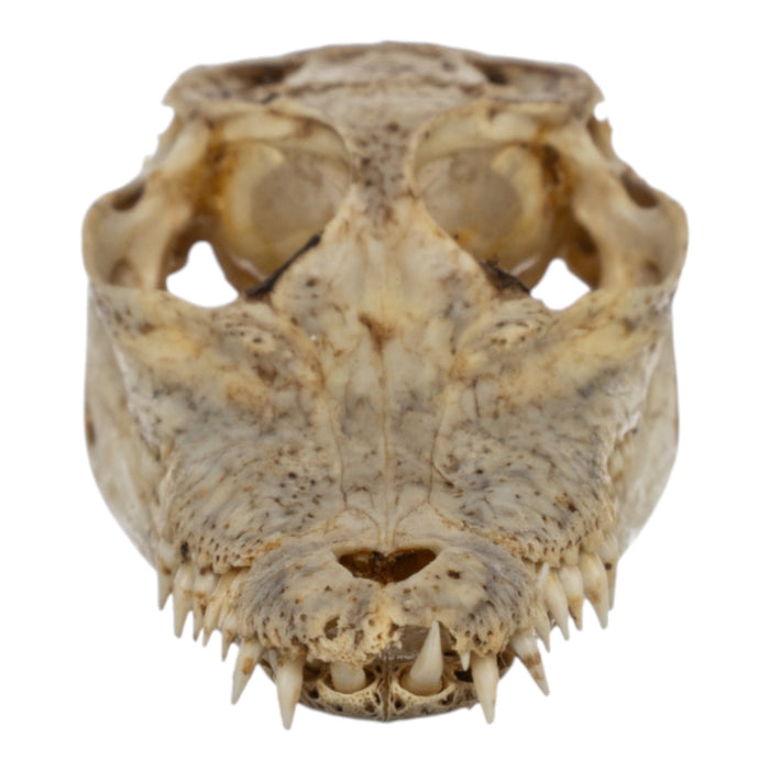 貴重！迫力サイス！ 51ｃｍ ナイルワニ （Nile crocodile） 頭骨 Real Juvenile Nile Crocodile Skull (2.9