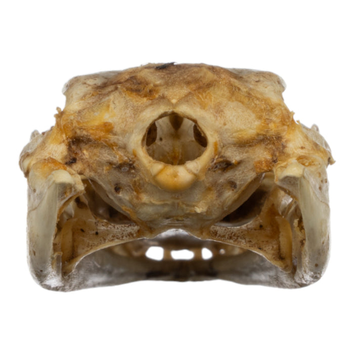 Real Juvenile Nile Crocodile Skull (2.9