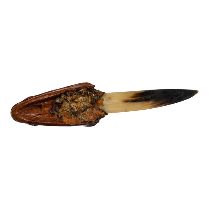 Real Spectacled Caiman Taxidermy Letter Opener