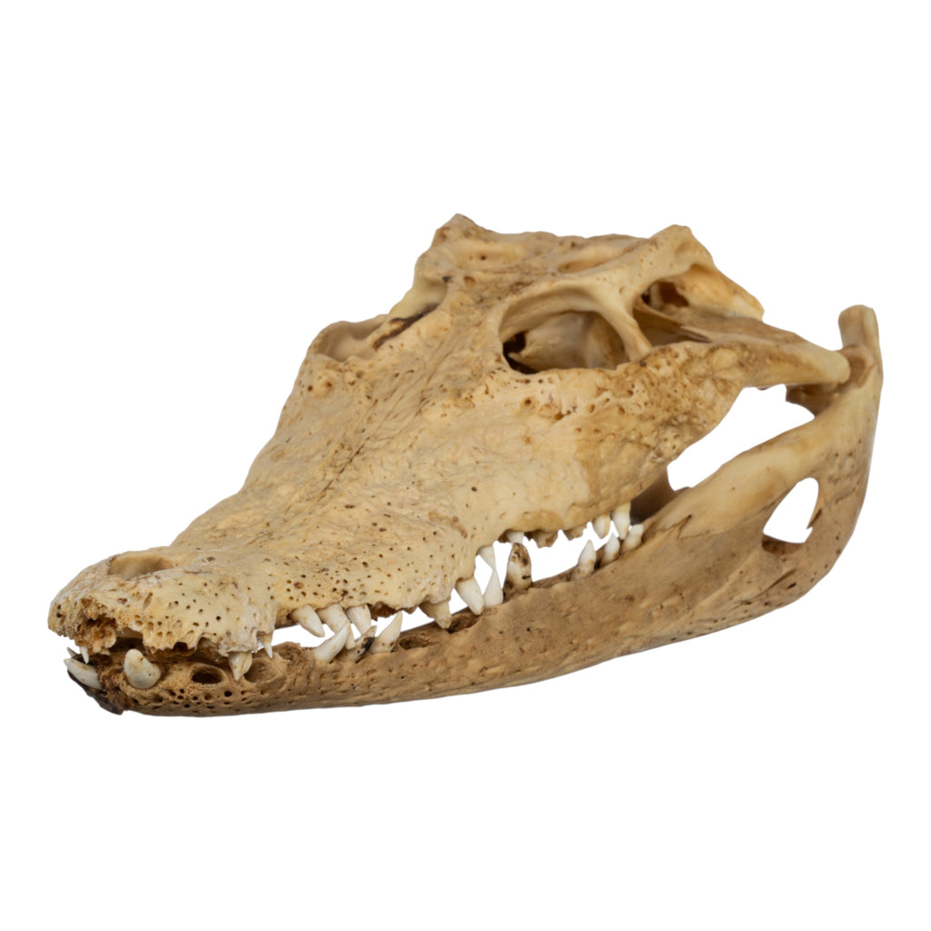 Real Nile Crocodile Skull (9
